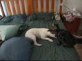 Staffy and cat haven fun Staffy and cat haven fun