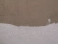 thumbnail of video