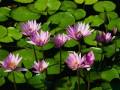 vang anh full 35 phut xxx