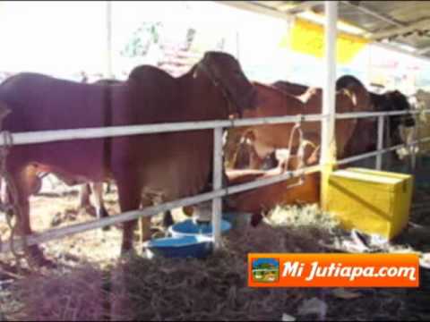 Exposición de Ganado Feria Ganadera Nacional Jutiapa 2010.wmv