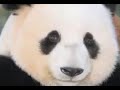Mei Sheng returns to his ancestral homeland