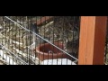 Sparrows defend, falling and eating rabbitfood(87)