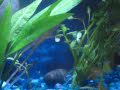Guppy Fry