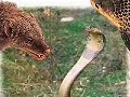 mongoose vs. snake