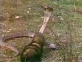 Mongoose vs. snake