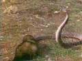 mongoose vs. snake