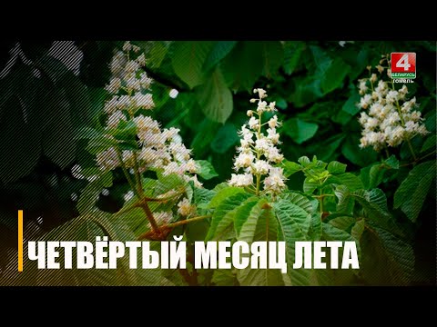 Из-за аномальной жары на Гомельщине снова зацвели каштан, вишня и акация видео