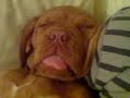 dogue de bordeaux !Benitto pennt!