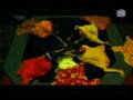 KYO- NIN STARFUCKERS INC