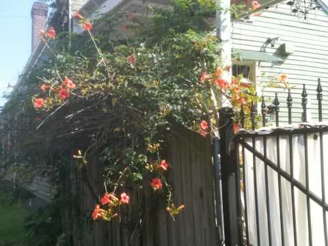 how to fertilize cestrum nocturnum