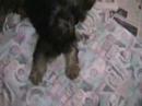 Soft Coated Wheaten Terrier Puppies (litter 4)