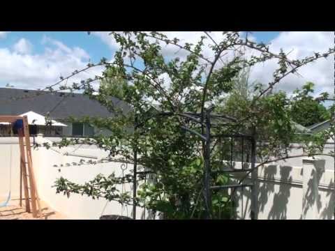 how to fertilize thornless blackberries