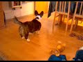 Nala3 Nala3