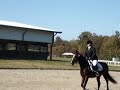 Jeffi showing Midnite Tserenade in USDF Training Level 1 Jeffi showing Midnite Tserenade in USDF Training Level 1
