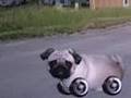 Roller Chester 7: Butthole