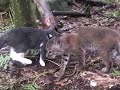 Hope the Bobcat Episode 10 Hope the Bobcat Episode 10
