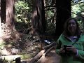 Mule Deer Buck Chasing Female At Muir Woods