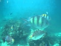 Saigon Sam Part 44: Snorkeling at Kon Kare Bay, Koh Racha Yai, Phuket, Thailand Part 4/6