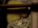 lovebird-throws-a-temper-tantrum.html