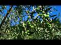 Olive Trees :: In Provence Olives are usually harvested in November and December,... View Video