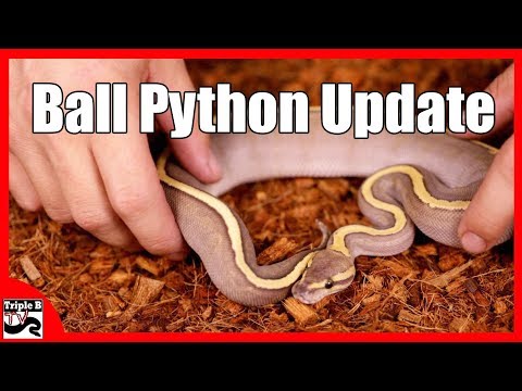 YouTube reptile video