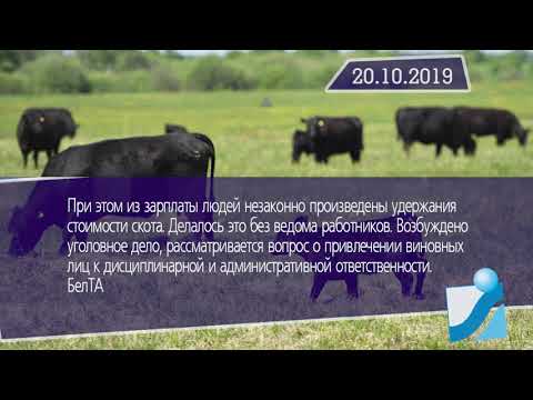 Новостная лента Телеканала Интекс 20.10.19.