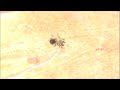frozen bee
