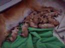 Puppies 1st Week Puppies 1st Week