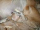 Puppies 1st Week Puppies 1st Week