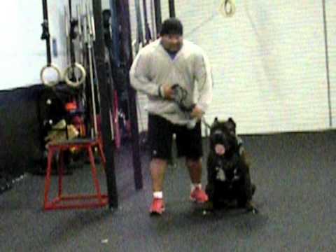bandog