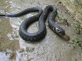 Natrix natrix