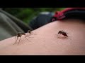 I was out fishing and thought it would look cool to record some Mosquitoes suck blood in HD macro. img686.imageshack.us