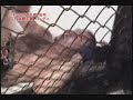 Cage Force Eastern Bound - Dan Hardy vs. Daizo Ishige