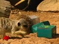 Raw Video: Zoo Animals Open Gifts in Australia
