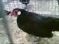 Poultry fair in Werder, Germany, Gefl�gel, Zucht