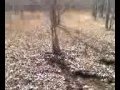 Big-Tree-Bogging