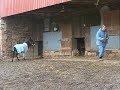 DonKeyote plays 3