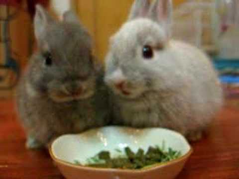 black and white - tks for all of ur comments. they r 2 years old already...healthy & happiness.