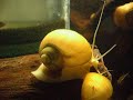 Golden Apple snail