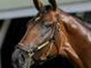 2008 belmont field