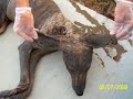 Paranormal TV-  Proof of Chupacabra?