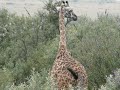 Giraffes