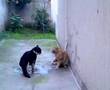 kedinin intikam�