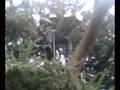 Ceder Tree, High Wind