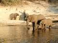 Mom and Baby Elephant
