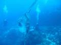 Mola Mola Nusa Penida Bali