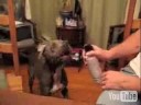 Instinct: Chochi biting air