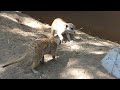 San Diego Zoo HD Version