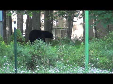 Local Wildlife :