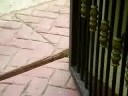 El lagarto mutante El lagarto mutante
